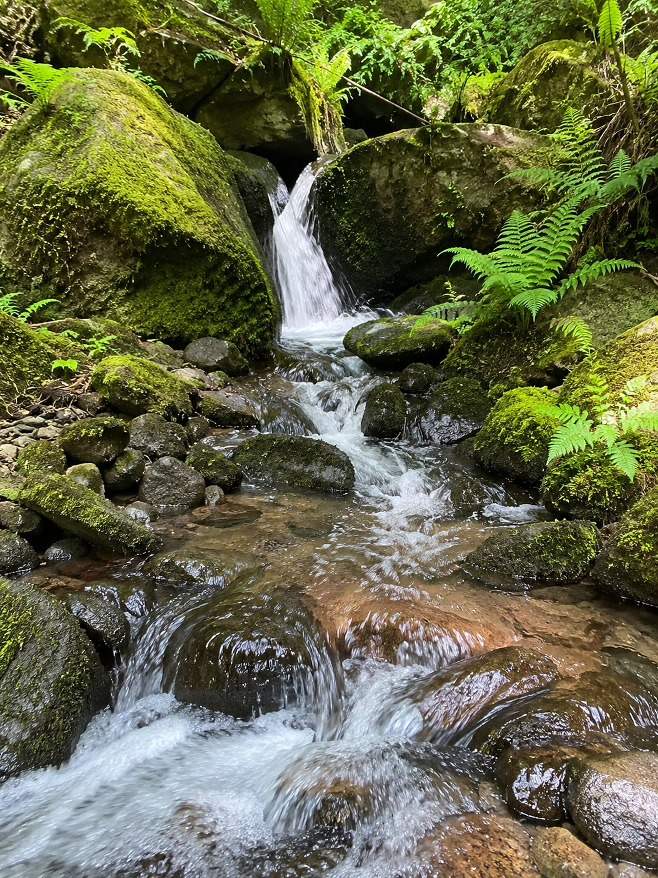 A clear stream falling gently over mossy stones between ferns — still waters in a green valley